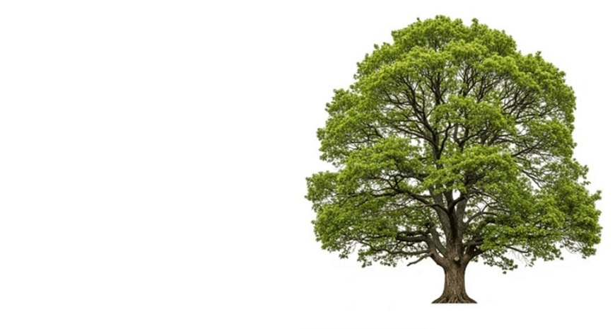 ECO 1.0